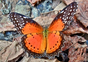 Red Lacewing butterfly