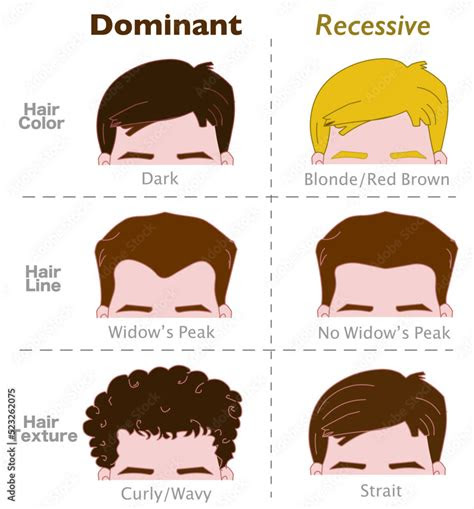  dominant recessive genes hair traits alleles genetic dominance