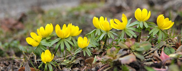 トリカブトの花言葉の由来と意味とは ほんとに怖いギリシア神話 金魚のおもちゃ箱