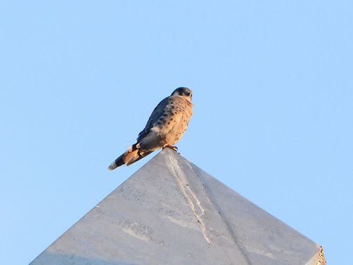 Cathedral Kestrel 1