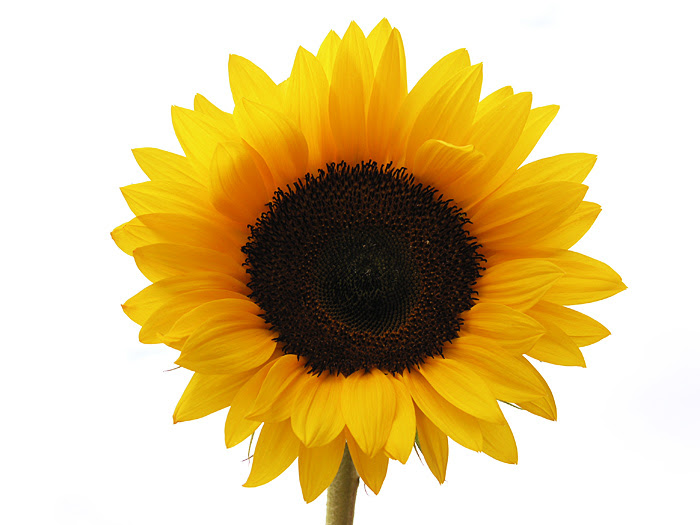 Download Sunflower | Free Images at Clker.com - vector clip art ...