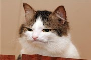 30+ Gambar Ekspresi Kucing Yang Lucu, Inspirasi Spesial!