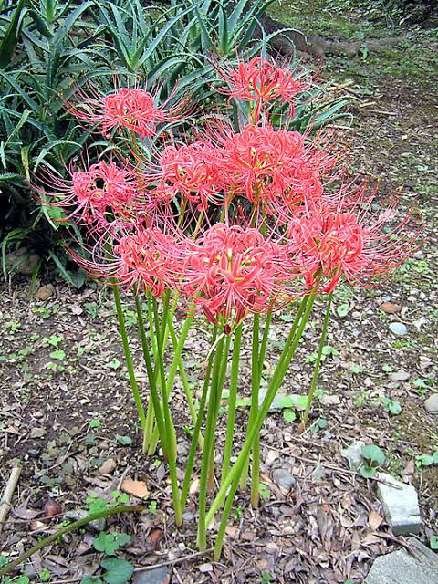 植物 彼岸花 どんな葉っぱかなあ でーこんのあちこちコラム