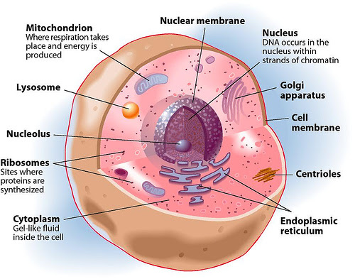 Diagram of a typical animal cell. Organelles are labelled as follows: