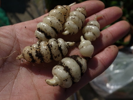 チョロギ栽培 種苗から収穫まで 長寿食材レシピ 暇人主婦の家庭菜園 楽天ブログ