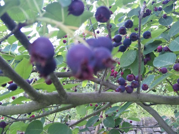 ジューンベリーのバレリーナ 写真共有サイト フォト蔵