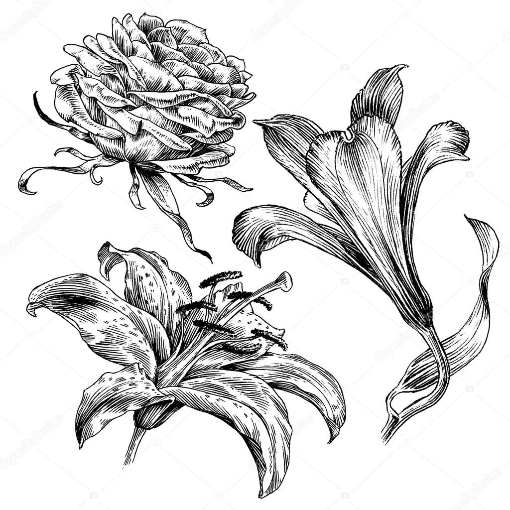 Free Free 219 Flower Line Drawing Svg SVG PNG EPS DXF File
