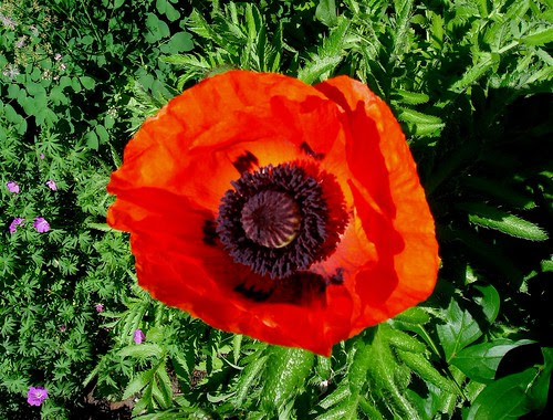 Poppy