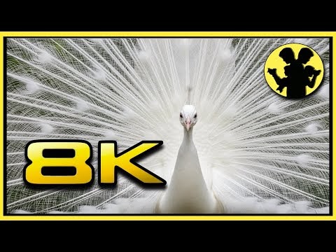 8K ULTRA HD RELAX RAHATLATICI BELGESEL - YÜREĞİ YETEN AÇSIN EKRAN KARTINI YAKIYOR