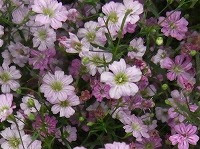 １月１１日の誕生花 ジプソフィラの花言葉 清らかな恋 霞がかかるロマンチックナ花カスミソウ 霞草 の 切なる願い 弥生おばさんのガーデニングノート 花と緑の365日 楽天ブログ