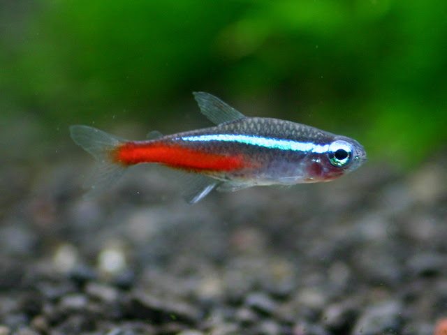 混ぜるな危険 ネオンテトラと混泳させてはいけない熱帯魚たち 熱帯魚 アクアリウム情報マガジン