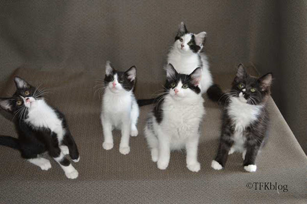 a group of foster kittens