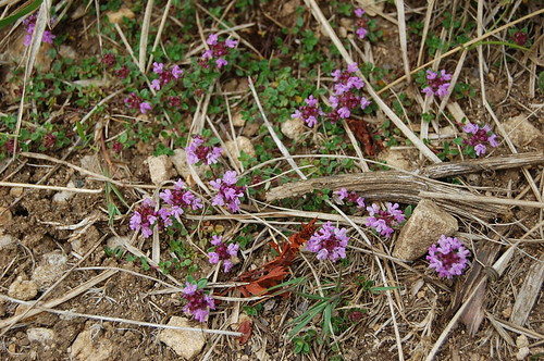 Wild thyme