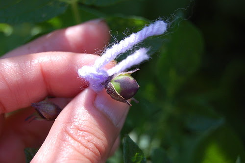 Potato hand-pollination 9