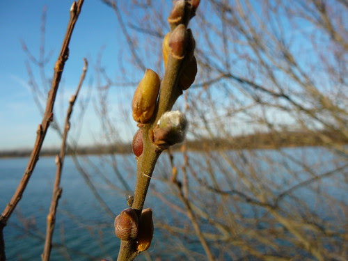 Weidenkätzchen im Dezember