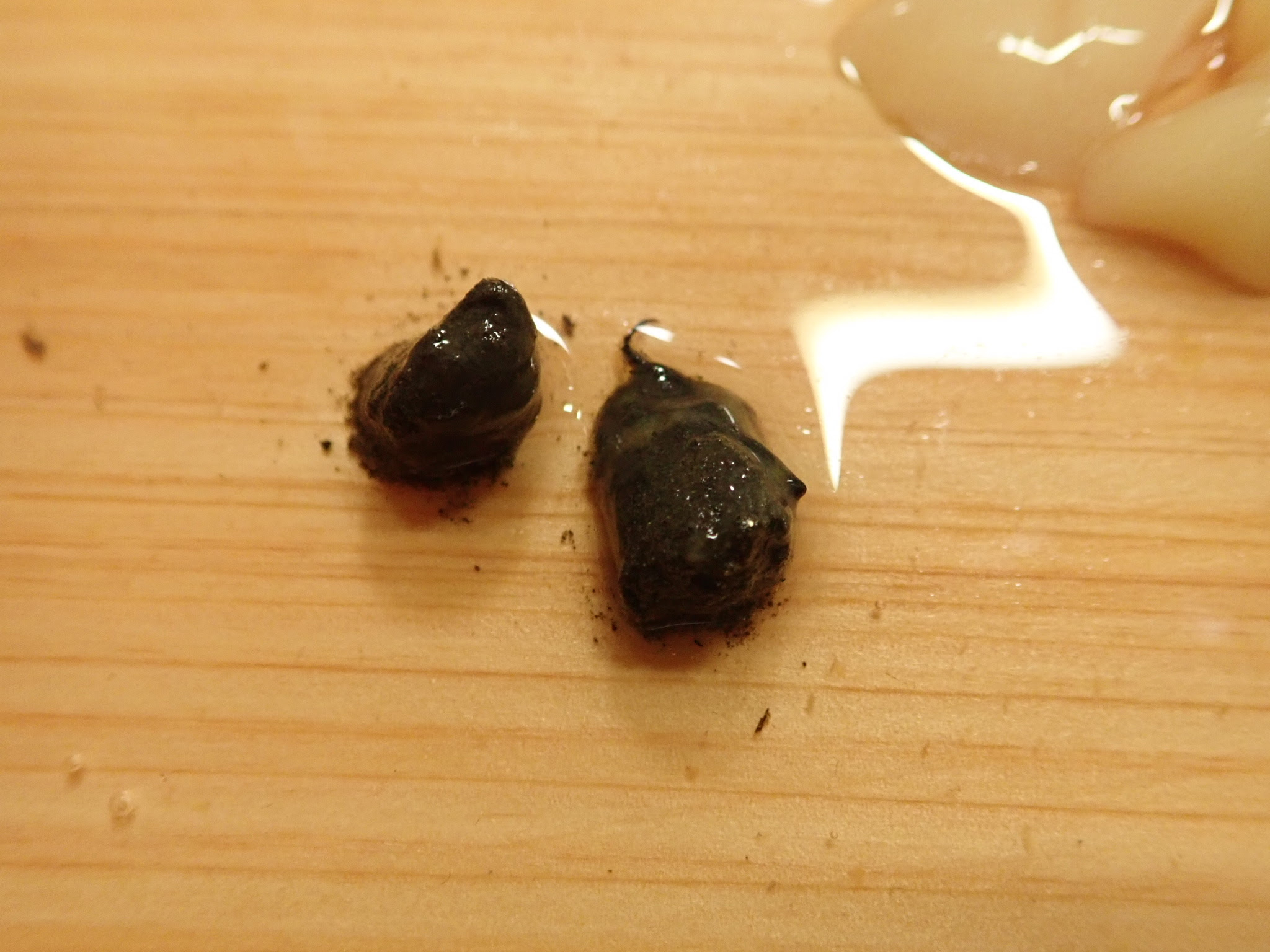 アメリカナマズの胃内容物を調べてみた 隠者ガリオの自然日記