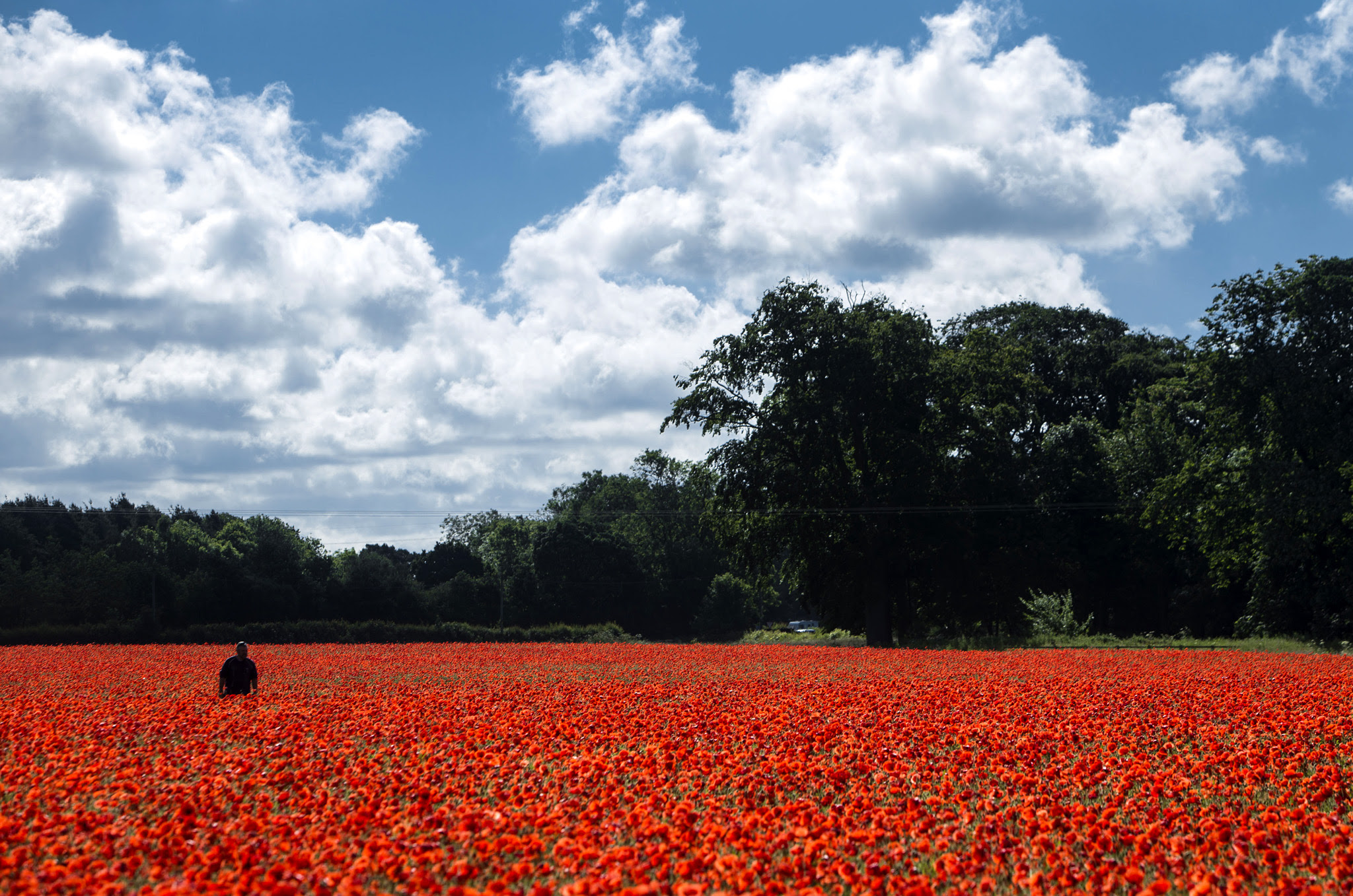 A poppy field near York as the UK and France prepare to commemorate the Battle of the Somme. PRESS ASSOCIATION Photo. Picture date: Thursday June 30, 2016.  The Queen and senior royals will lead the nation in remembrance to mark the centenary of the Battle of the Somme. Events across the UK and in France will commemorate the start of the battle on July 1 1916, a day that became the bloodiest in British military history with almost 20,000 dead. See PA story HERITAGE Somme. Photo credit should read: Danny Lawson/PA Wire
