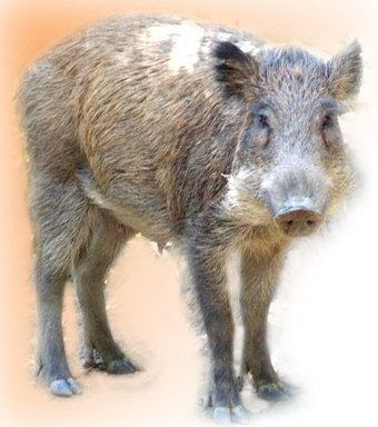 イノシシ写真館 無料年賀状素材 いのしし画像 イノシシ写真