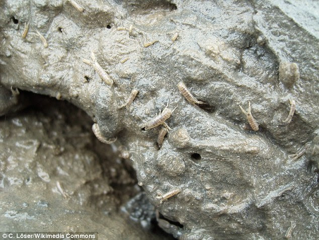 These corophium amphipods live on coastal mudflats but are attracted to bright artificial lights, the study found, which can affect the diet of other larger animals who feed on them