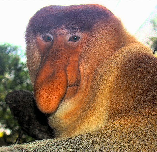 800px Portrait Of A Proboscis Monkey