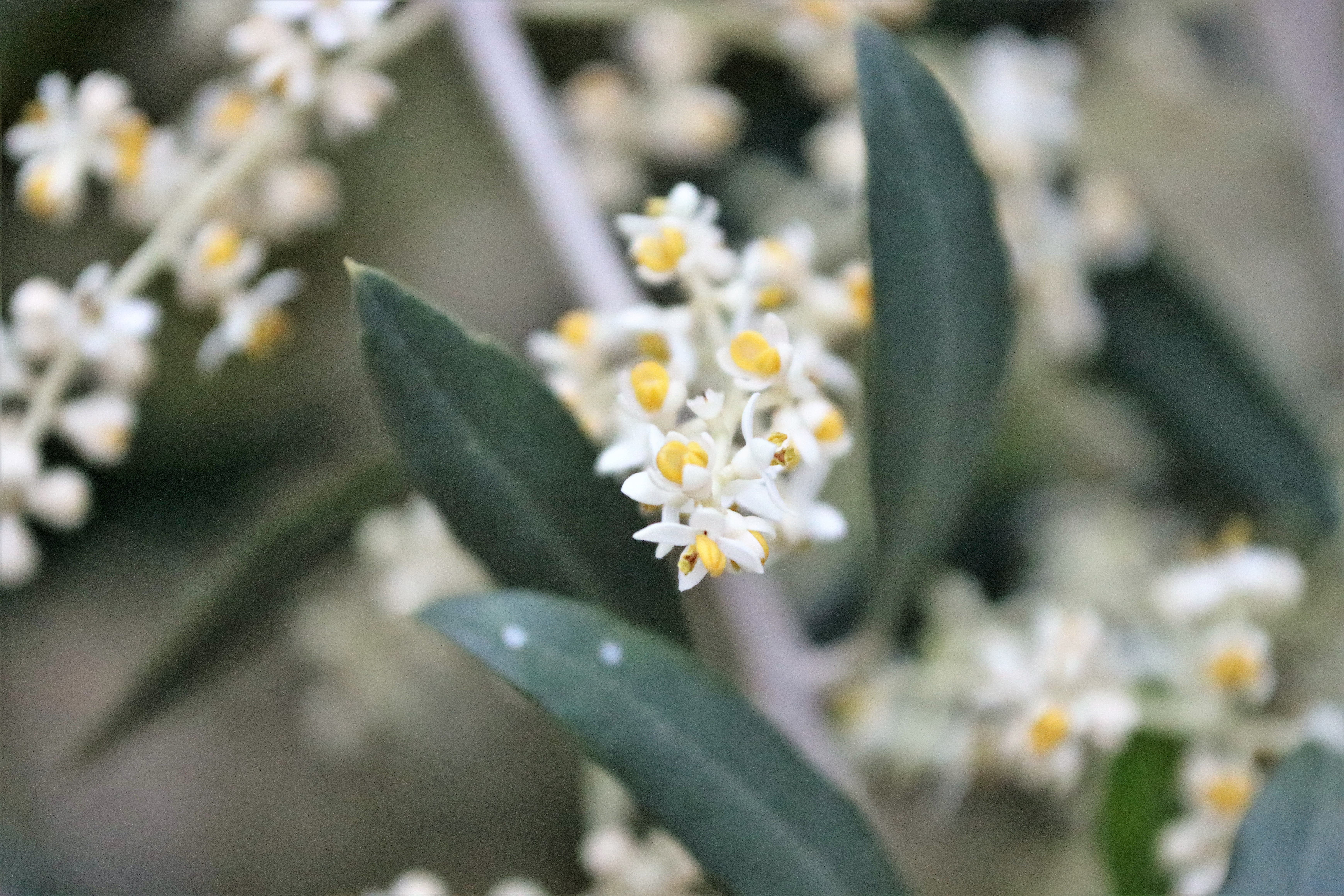 オリーブの花が満開 鹿児島市から南さつま市までカバーする耳鼻咽喉科 ふくいわ耳鼻咽喉科クリニック
