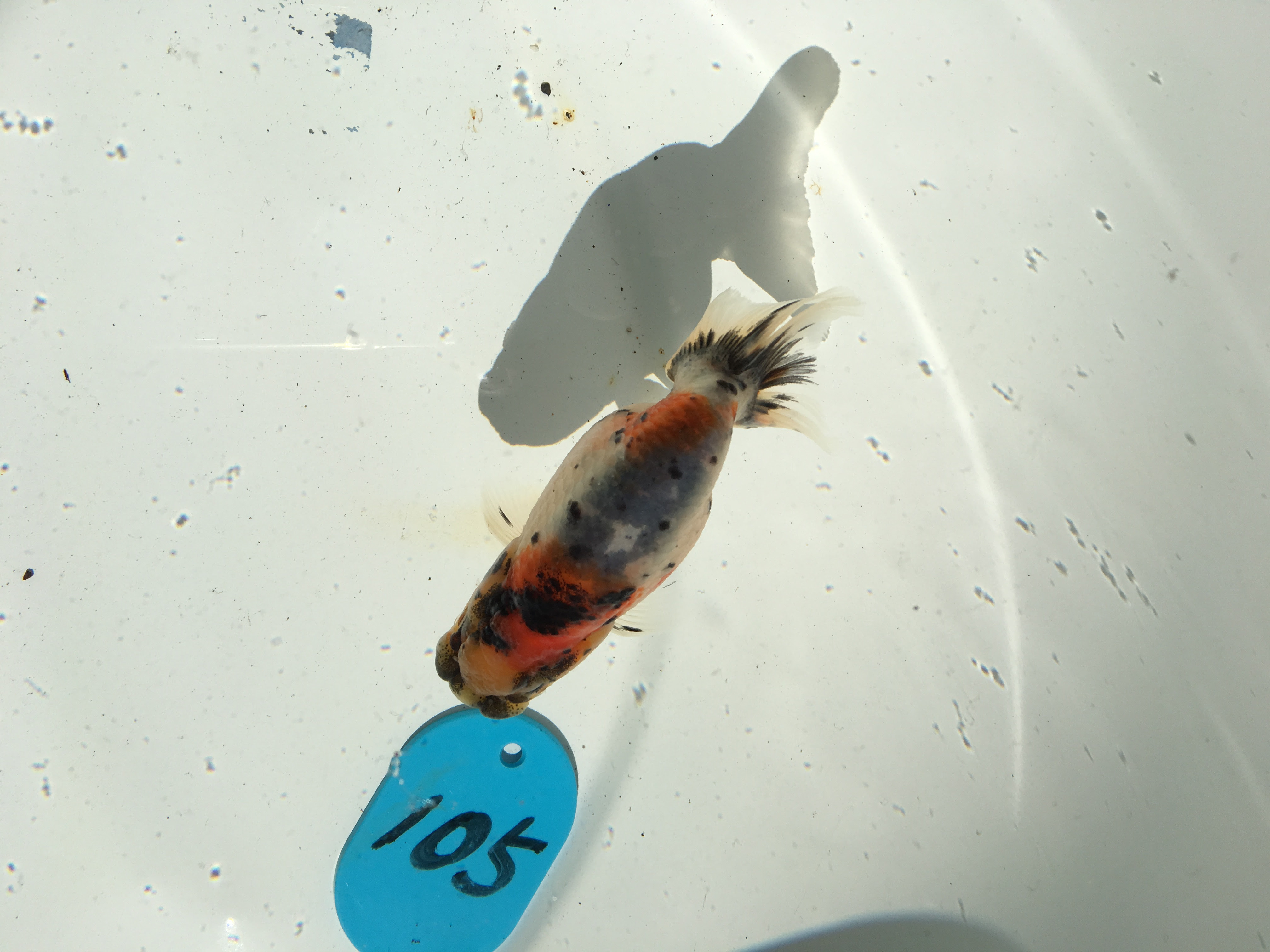 弥富の金魚日本一大会を見に行ってきました Part２ 新種の金魚作ろうぜ