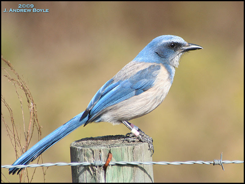 Florida Scrub Jay