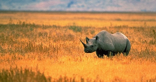 RELATÓRIO DAS NAÇÕES UNIDAS É difícil imaginar um mundo em que os elefantes, orangotangos, leões e outros animais selvagens só existem em histórias, fotos e zoológicos.  Mas isso pode ser o futuro relativamente a alguns desses animais. Várias criaturas em todo o mundo estão sendo levadas à extinção pelos seres humanos, através da caça e perda de habitat, dizem os pesquisadores.  O crescimento das populações de seres humanos, o aumento da demanda por produtos agrícolas e a caça, estão na base das dificuldades de sobrevivência desses animais.  Esta dura realidade tornou-se ainda mais palpável desde que as Nações Unidas divulgaram um relatório este verão estimando que a população mundial chegará a 11 mil milhões em 2100, mais rapidamente do que se estimava anteriormente.  Para que estes animais sejam salvos, as pessoas precisam ser educadas sobre as criaturas, a caça deve ser interrompida, e os habitats animais terão de ser protegidos, dizem especialistas.  Conheça aqui sete animais que os seres humanos estão a ameaçar de extinção. Estes são apenas alguns exemplos de como os seres humanos estão contribuindo para a sexta maior extinção em massa na história do planeta, segundo a maioria dos biólogos.  Leões  (Foto: Divulgação) Há apenas cerca de 20 mil leões na África, de acordo com Dereck Joubert, da National Geographic, que vive entre os grandes felinos icónicos no Botsuana. Há cerca de 50 anos, havia 450 mil leões – um declínio de mais de 95%.  Cerca de cinco leões selvagens são mortos todos os dias por toda a África, acrescentou Joubert. Caçadores de troféus, na sua maioria norte-americanos, matam cerca de 600 leões por ano, geralmente machos com grandes jubas.  Mais de 90% destes troféus são levados de volta para os Estados Unidos e a atividade ocorre frequentemente em caçadas “enlatadas” onde os leões são colocados em pequenas caixas ou até mesmo gaiolas e depois abatidos.  Leopardos  (Foto: Divulgação)  Os leopardos também diminuíram na mesma proporção, afirma Joubert. Há cerca de 50 anos, havia 700 mil leopardos, e hoje há apenas perto de 50.000. Os leopardos são caçados pelas suas belas peles, que ajudam a camuflá-los. Cerca de 5.000 leopardos são mortos anualmente.   Orangotangos(Foto: Divulgação)  Em Bornéu e Sumatra, as grandes empresas estão a destruir florestas e a substitui-las com grandes extensões de monoculturas de palmeiras (parcelas onde apenas uma planta é cultivada, que não fornece habitat adequado para a maioria dos animais), ameaçando a existência futura de orangotangos, afirma Lee Hannah, da Conservation International, um grupo global dedicada a salvar animais em perigo de extinção e os seus habitats.  Há apenas cerca de 6.000 orangotangos selvagens e cerca de 1.000 estão a ser mortos a cada ano, principalmente devido à destruição do habitat, de acordo com o Projeto de orangotango, um grupo ambiental cuja missão é salvar os animais.   Rinocerontes(Foto: Divulgação)  A caça aos rinocerontes mais do que duplicou desde 2010 na África do Sul, de acordo com o país. E este ano, os rinocerontes foram extintos no país vizinho, Moçambique, de acordo com reportagens da imprensa. Um rinoceronte é baleado na África a cada 9,5 horas, afirma Joubert. Os rinocerontes são desejados pelos seus chifres, que se pensa erroneamente serem capazes de curar o cancro e febres, acrescentou Joubert.  Elefantes(Foto: Divulgação)  Os elefantes estão em apuros, de acordo com os ambientalistas. A caça de elefantes aumentou dramaticamente nos últimos anos, devido ao aumento da demanda por marfim, principalmente na China e no Sudeste Asiático.  Cinco elefantes africanos são mortos a cada hora, afirma Joubert. Há um total de cerca de 300.000 elefantes africanos existentes e 40 mil são mortos a cada ano. Com estes níveis, os elefantes não sobreviverão muito mais tempo, disse Joubert.  Lêmures  (Foto: Divulgação)  Desde que os humanos chegaram a Madagáscar, há cerca de 2.000 anos, cerca de 15 a 20 espécies de lêmures foram extintos, provavelmente devido à perda de habitat e caça, incluindo espécies cujos machos cresceram até tamanhos semelhante aos dos gorilas, afirmou Paul Garver, da Universidade de Illinois.  Mas isso foi ao longo de centenas e milhares de anos. Os seres humanos estão a reduzir o habitat dos lêmures em ritmo muito mais rápido agora. Como as populações humanas malgaxes sabem, eles ameaçam as demais espécies de lêmures e milhares de outras espécies endêmicas com extinção a um ritmo acelerado, disse Garber.  Atualmente, 93 espécies de lêmures estão em perigo, criticamente em perigo ou ameaçadas, principalmente devido ao desmatamento de florestas da ilha, de acordo com a União Internacional para a Conservação da Natureza (IUCN), uma organização ambiental global – que é de 91% de todas as espécies de lêmures.   Tubarões  (Foto: Divulgação)  Cerca de 100 milhões tubarões são mortos todos os anos para ser transformados em sopa de barbatana de tubarão, uma iguaria chinesa. Este comércio tem a forma do finning, em que as barbatanas dos animais são cortadas fora e eles são jogados de volta ao oceano para morrer lentamente.  No entanto, o gosto da China pelo prato pode estar em declínio: de acordo com o grupo ambientalista americano WildAid, o consumo da sopa está abaixo de 50 a 70% nos últimos dois anos. No entanto, um terço dos tubarões e raias estão ameaçados de extinção, de acordo com um estudo de 2009 feito pela IUCN.  Por esta razão, a Convenção sobre o Comércio Internacional de Espécies Ameaçadas de Fauna e Flora Selvagens (CITES) votaram, em março deste ano, na proibição do comércio de barbatanas de tubarão de cinco espécies ameaçadas.   Fonte: Gazeta Central