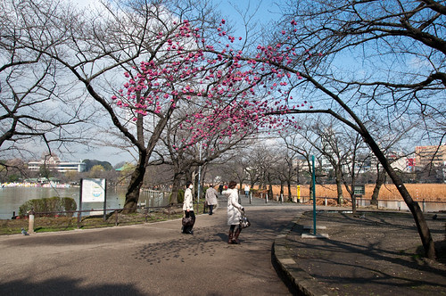 plum tree in Shinobazu pond