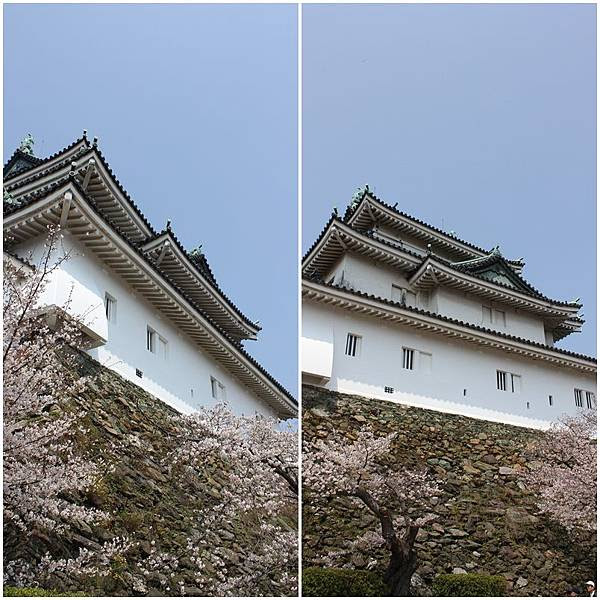 12 春櫻japan 和歌山城2 Papago 旅行趣 痞客邦