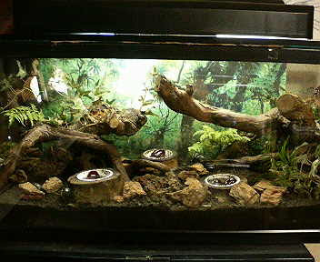 テラリウムの様子 その１６ どしたの クロエ