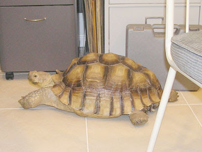 Photo of Nicholas the tortoise