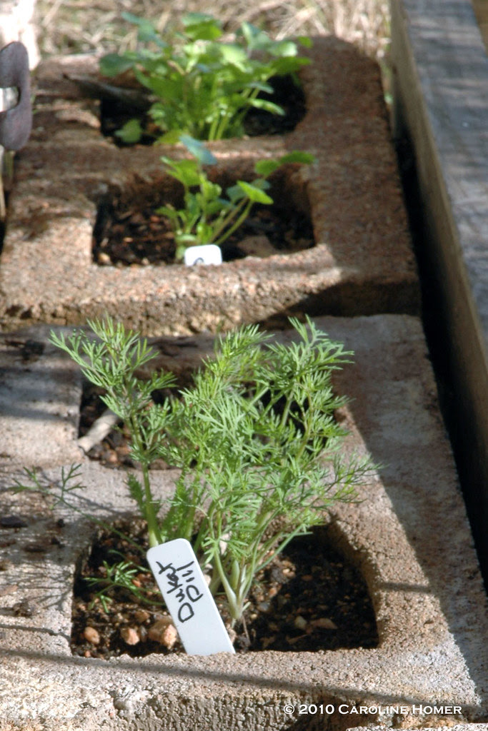 Cinder block herb garden