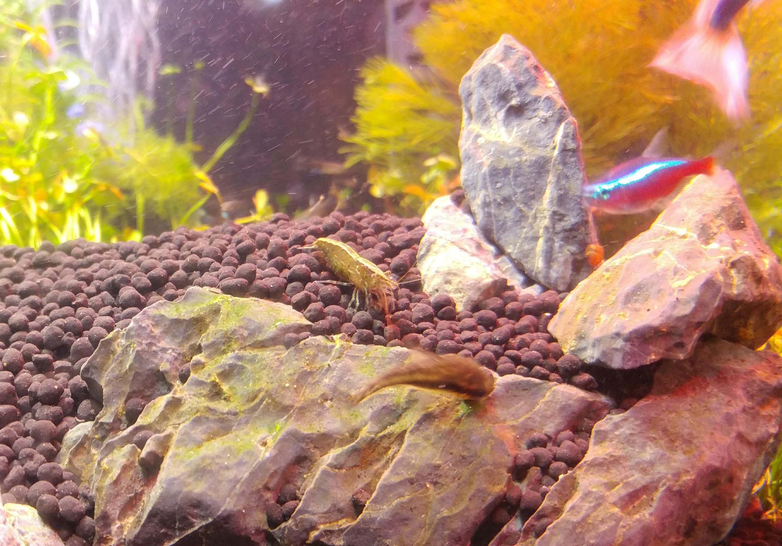 抱卵ラッシュ 隠れ家用に水草追加したよ