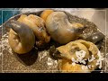 画像 バイ貝 毒 煮付け 309230-バイ貝 毒 煮付け