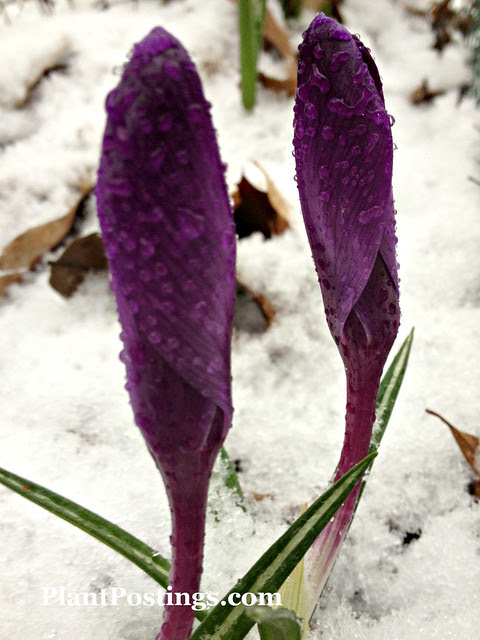 crocus3