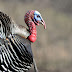 Turkey / 10 Biggest Turkey Cooking Mistakes And How to Avoid Them ... : Turkey is a modern country with a captivating blend of antiquity and contemporary and get interesting information about turkey and read up on our history, culture and art, nature.