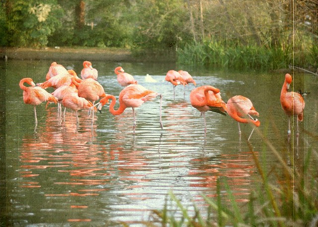 Pink Flamingos