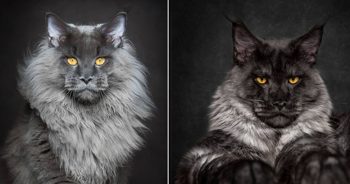 Das Sind Die Riesigen Maine Coon Katzen Die Das Ganze