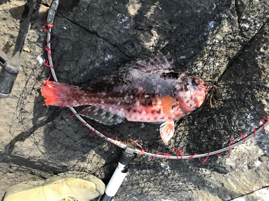 伊豆富戸のスズメ島でブダイ釣り カルパッチョの日々あれこれ