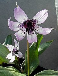 ３月２４日の誕生花は カタクリ 366日 誕生花の辞典 誕生日の花言葉の図鑑