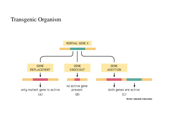 PPT - Ch. 4 Molecular cloning Methods PowerPoint Presentation - ID:2952018