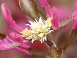 今日の花言葉と四方山話 10月26日 今日の花 モヨウビユ