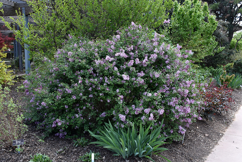 Bloomerang Lilac Syringa Bloomerang In Boston Hopkinton Chelmsford Hingham Middleborough Massachusetts Ma At Weston Nurseries