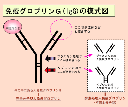 完全分子型静注用グロブリン製剤 一般社団法人日本血液製剤協会