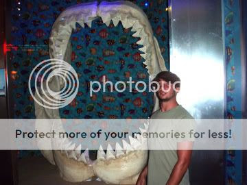 megalodon Pictures, Images and Photos