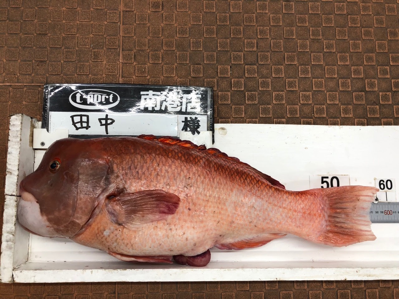 明石にてのませ釣りでコブダイ フィッシングｔポート 大阪 南港 貝塚 千葉県木更津にある釣具店