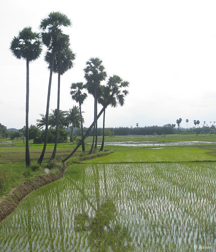 young paddy field