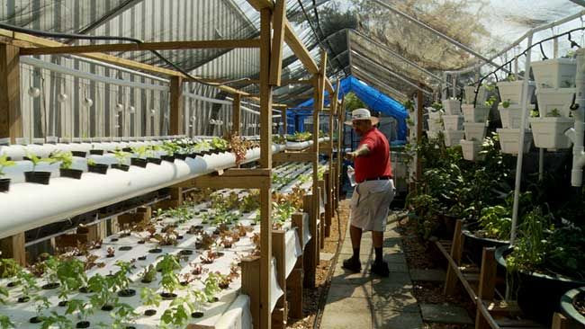 Small Space Aquaponics | Gardening Technique | Pinterest
