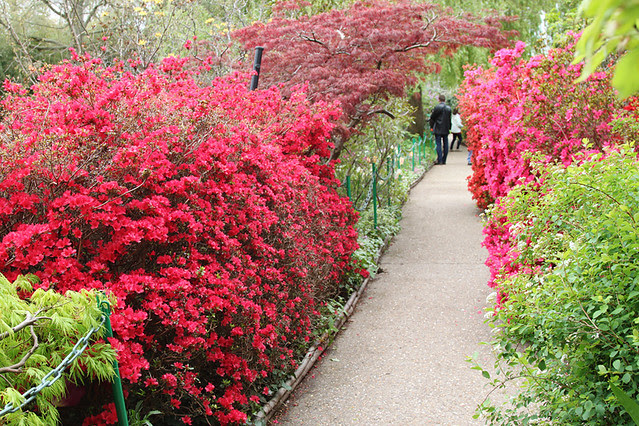 Monet-Giverny5